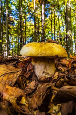 ormanın üzerinde mantar