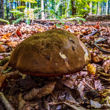 Ormanda mantar. Ormanda mantar yetişiyor. Ormanda büyüyen mantar.