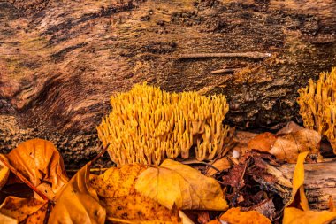 Sonbahar ormanındaki mantarlar