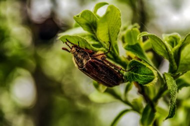 Ormandaki bir yaprağın üzerindeki kelebeğin yakın plan fotoğrafı.
