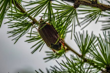 Bulanık arkaplanda bir ağaç gövdesinin yakın plan çekimi.