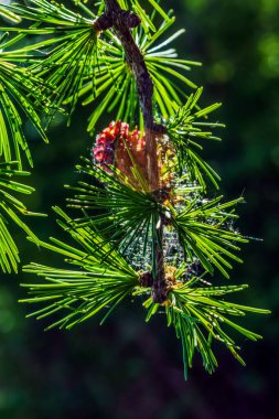 İğneler ve koniler ile yeşil çam dalı