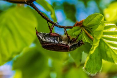 Böcekli yeşil yaprak, bitki