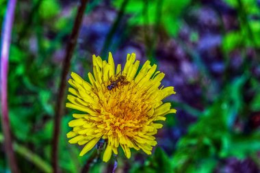 Tarlada karahindiba çiçeği