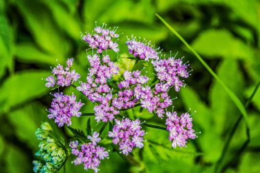 Bahçedeki güzel çiçekler