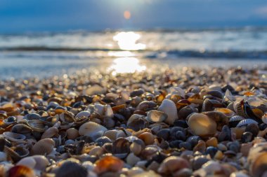 Kumsalda güzel deniz kabukları