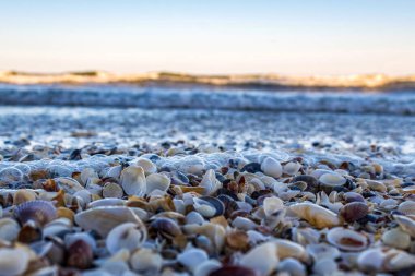 Sahilde küçük beyaz bir kabuğa yakın..