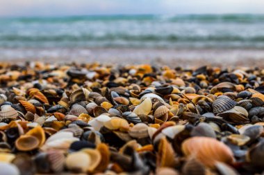 Deniz arka planında kabuklar