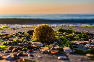 Taşlı ve çakıllı deniz kıyısı
