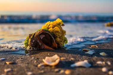 Sahilde güzel deniz kabukları