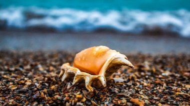 Kumsalda deniz kabuğu