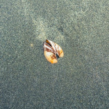 deniz kabuğu, deniz arka planı