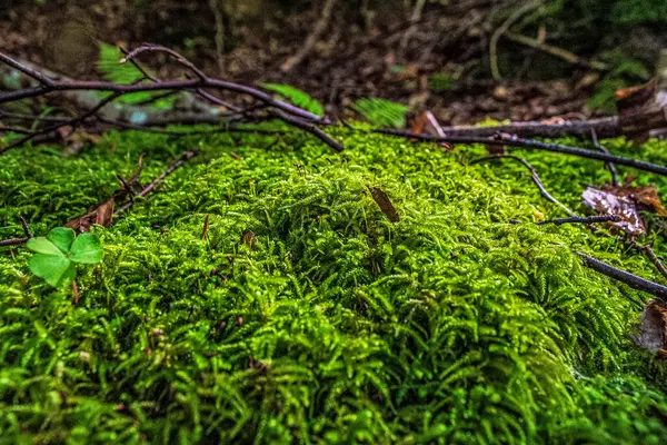 Ormanda yosun ve ağaç dalları