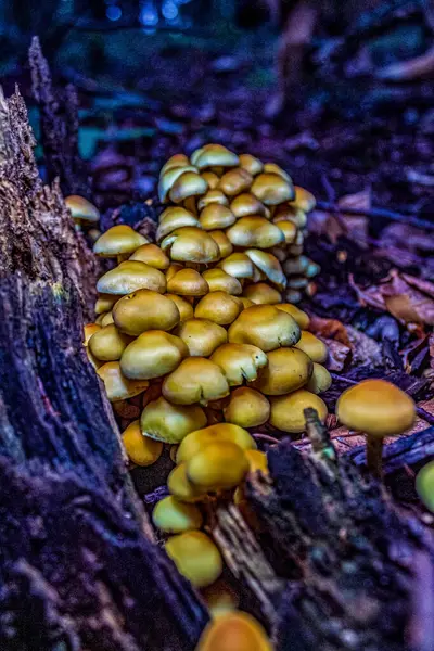 bir ağaç üzerinde mantar