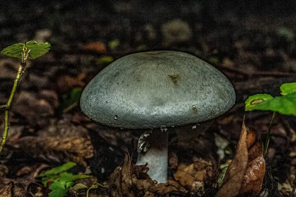 ormanda beyaz mantar