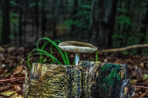 Sonbahar mevsiminde ormanda büyüyen mantarlar. Ormanda mantar.