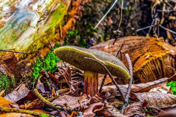 Ormanda büyük yeşil bir mantar.
