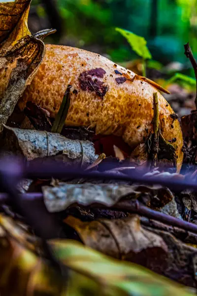 Ormandaki mantarlar. Mantar..