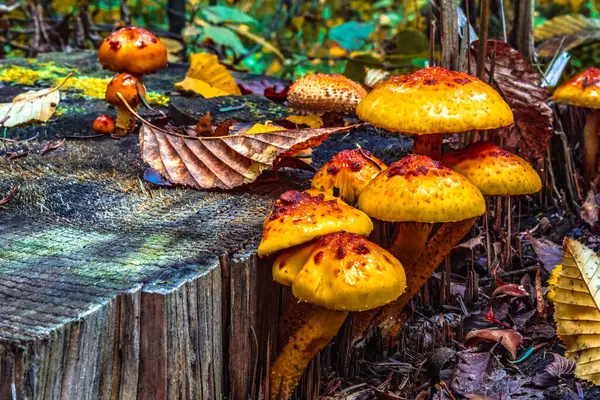 Sonbaharda ormanda mantar