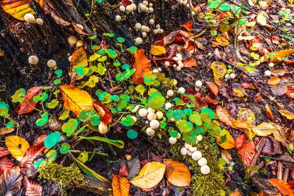 Ormandaki ağaçta renkli mantarlar