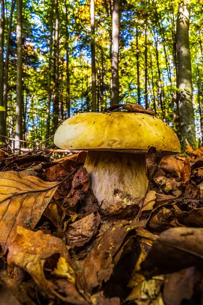ormanın üzerinde mantar