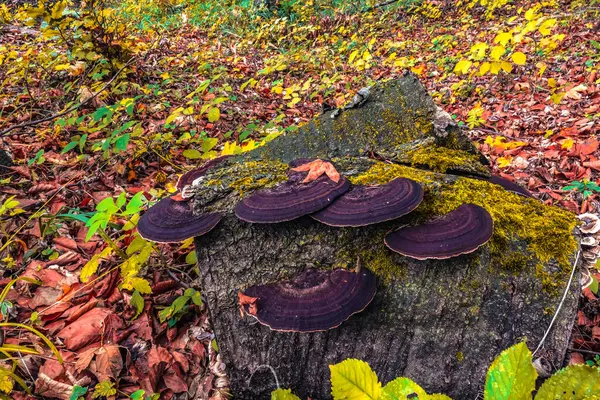 kütük üzerinde mantar