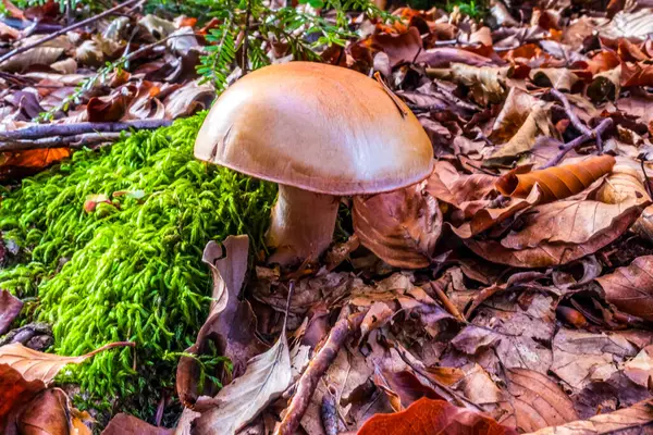 Sonbaharda parktaki yosunlarla kaplı mantarların yakın çekimi.
