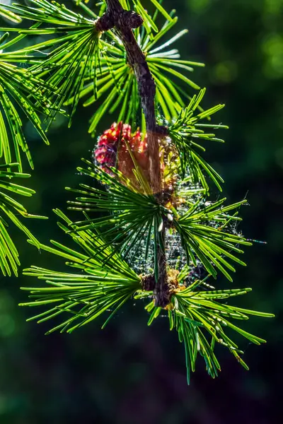 İğneler ve koniler ile yeşil çam dalı
