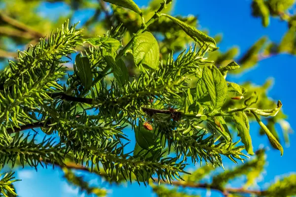 Mavi gökyüzü ve beyaz bulutlu bir ağacın dalları