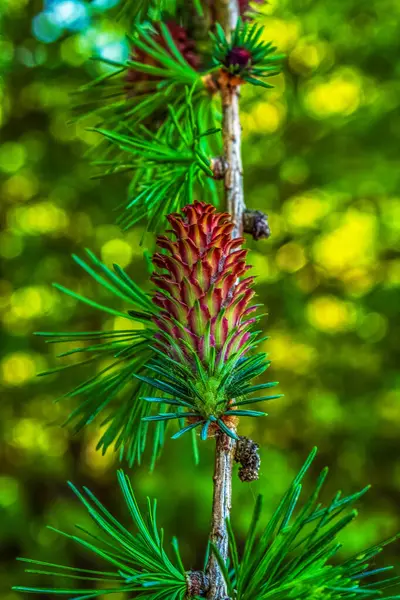 Çam ormanındaki çam ağacının dalına kozalak. seçici odak.