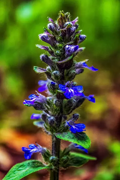 Bahçedeki güzel çiçekler