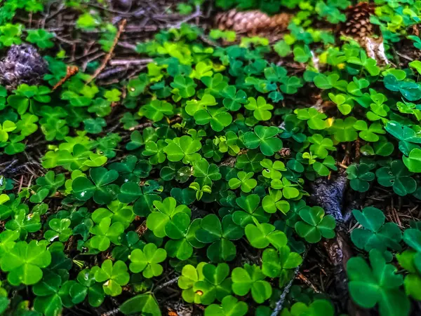 Ormanda yeşil yapraklar