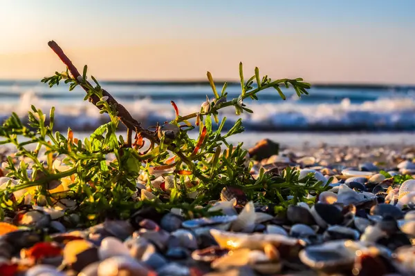 Taşları, çakıl taşları ve dalgaları olan güzel bir sahil.