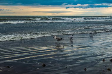 Baltık denizi, plaj, bulutlu bir gün..