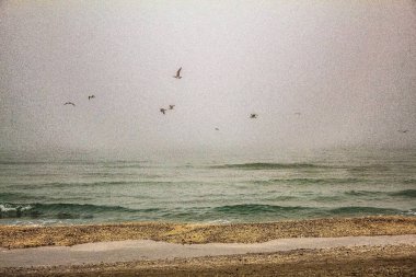 Akdeniz 'de martılar