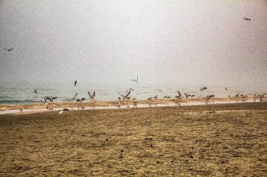 denizin uçan martıları