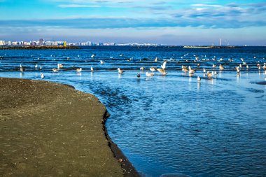 Baltık Denizi sahilinde martılar