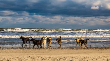 Deniz kıyısında bir grup köpek.