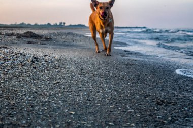 Sahilde şirin bir köpeğin yakın çekimi.