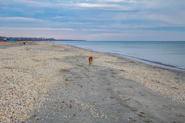 Akşamları Baltık Denizi 'nin sahilinde bir köpek.