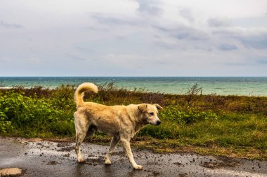 Denizde yalnız bir köpek