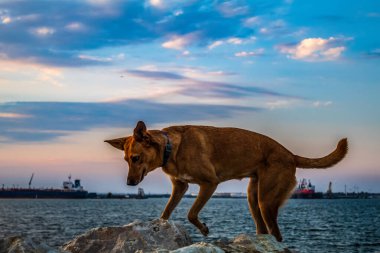 Siyah bir köpek sahilin kenarında duruyor..