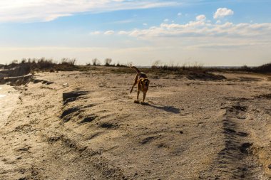 Kumsalda yürüyen köpek