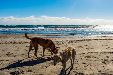 Denizde oynayan köpek..
