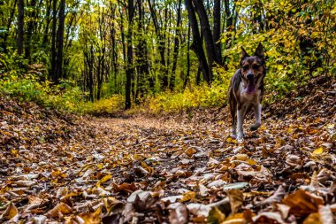 Ormandaki köpek. Nova Scotia ördek çanı.