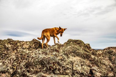 Dağlarda yürüyen köpek..