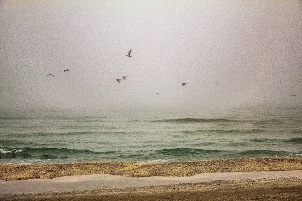 Akdeniz 'de martılar