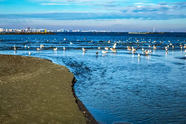 Baltık Denizi sahilinde martılar