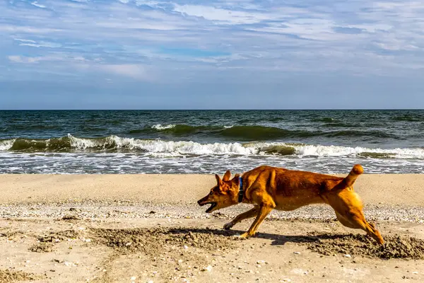 Denizin kumlarında koşan köpek.