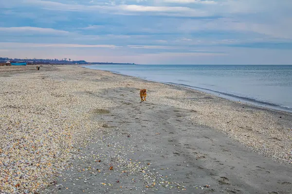 Akşamları Baltık Denizi 'nin sahilinde bir köpek.